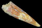 Fossil Pterosaur (Siroccopteryx) Tooth - Morocco #183671-1